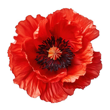 Red Poppy Flower Isolated on Transparent or White Background, PNG