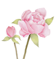 Peonies on white isolated background. Watercolor Flowers. Watercolour floral PNG set.