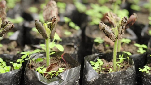 dolly, young cacao or cocoa seedlings in polybags in nursery following germination