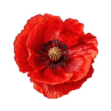 Red Poppy Flower Isolated on Transparent or White Background, PNG