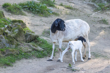 The Somali sheep, also known as the Berbera Blackhead.