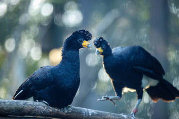 The black curassow (Crax alector), portrait of bird.