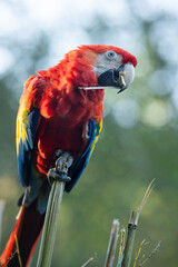 The scarlet macaw (Ara macao), a large red tropical parrot.