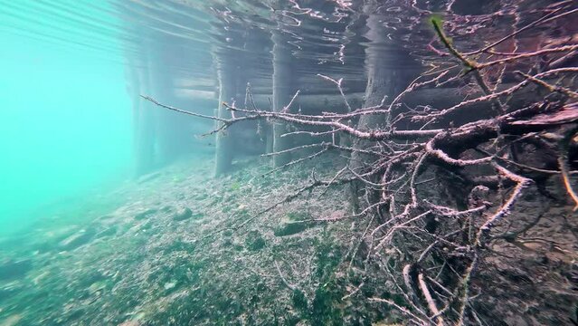 Tree roots by a wooden dock as seen from underwater by a diver
