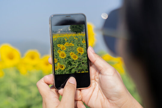 Hands holding mobile phone and take a photo colorful sunflowers on blurred background with sunlight.
