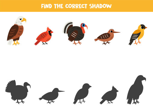 Find shadows of cute North American birds. Educational logical game for kids.