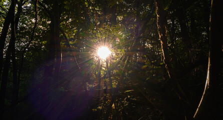 Misch Wald mit einfallenden Sonnenstrahlen