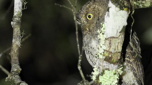Close up, sulawesi scops owl bird watching or birding wallace line indonesia
