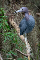 Little Blue Heron Perched on a Log