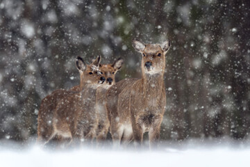 Roe deers in the winter forest цшер snowfall. Animal in natural habitat