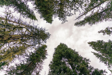 A skyward view of coniferous trees in a forest