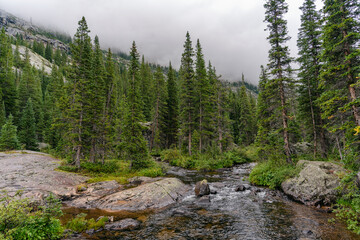 Moody afternoon in the woods of the Holy Cross Wilderness, Colorado