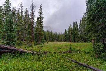 Grassland surrounded by forest, Colorado