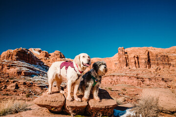 Golden Retriever and Aussiedoodle standing on rock in Moab desert