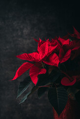 Red poinsettia plant flowering at Christmas against dark background.