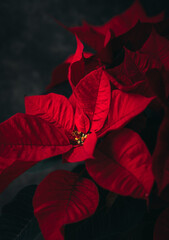 Red poinsettia plant flowering at Christmas against dark background.