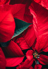 Close up of red petals of poinsettia plant flowering at Christmas.