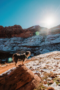 one Aussiedoodle poodle mix standing on rock in Moab desert in winter