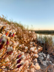 wild flowers near the river