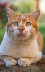 Lying tabby ginger cat outdoor in a garden. Portrait of a cat looking at the camera