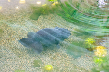 Fototapeta premium Goldfish in aquarium fish pond close up