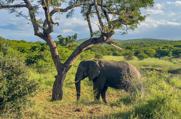 Elefanten im Naturreservat Hluhluwe Nationalpark Südafrika