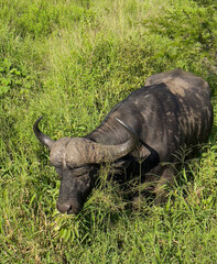 Kaffernbüffel im Naturreservat Hluhluwe Nationalpark Südafrika