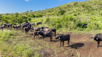 Kaffernbüffel im Naturreservat Hluhluwe Nationalpark Südafrika