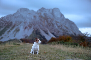 A poised Jack Russell Terrier dog stands guard on a mountain trail, with the majesty of autumn's...