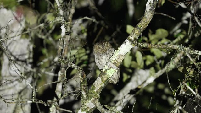 celebes scops owl sleeping in forest canopy at night in southeast asia