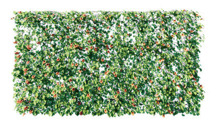 Beautiful ivy wall in green and flower