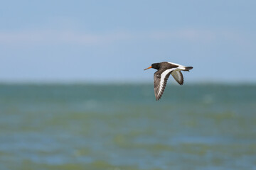 A Eurasian Oystercatcher flying low over the beach