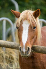 Obraz premium Closeup portrait of a brown white horse