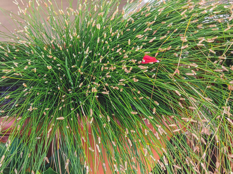 Isolepis cernua, Scirpus cernuus. Fiber Optic Grass, Isolepis cernua growing outdoors in the garden
