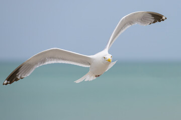 Fototapeta na wymiar A European Herring Gull flying over the beach