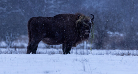 European bison [Bison bonasus]