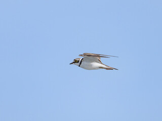 A Little Ringed Plover in flight on the beach
