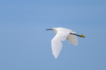 A Little Egret flying on a sunny day