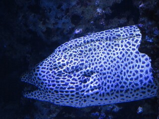 Obraz premium Murène