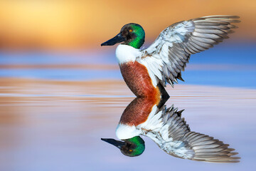 A beautiful duck photographed at the moment of spreading its wings. Duck: Northern Shoveler. Spatula clypeata.