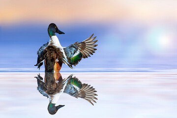 A beautiful duck photographed at the moment of spreading its wings. Duck: Northern Shoveler....