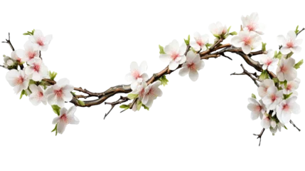 Foto op Canvas  Tree branch flower isolated on a transparent background. © MdKamrul