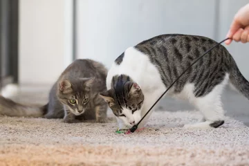 Foto op Plexiglas Two domestic cat hunting playing toy with owner at home © millaf