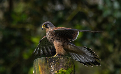 Kestrel, male [Falco tinnunculus]
