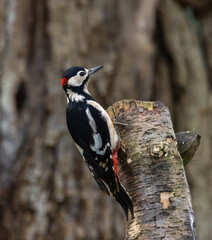 Great Spotted Woodpecker [Dendrocopos major]