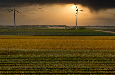 Fotobehang A big field of yellow tulips overseen by big wind turbines under a dark and cloudy sky. © Alex de Haas