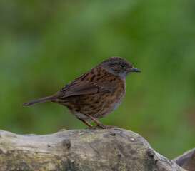 Dunnock [Prunella modularis]