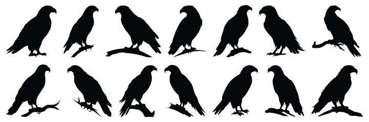 Eagle silhouettes set, large pack of vector silhouette design, isolated white background
