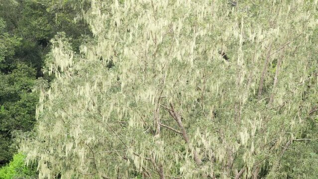 Tropical dammar tree to produce resin or gum, sulawesi forest
