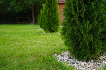 Landscaping of a backyard garden with evergreen conifers and thuja by yellow stone mulch in a...